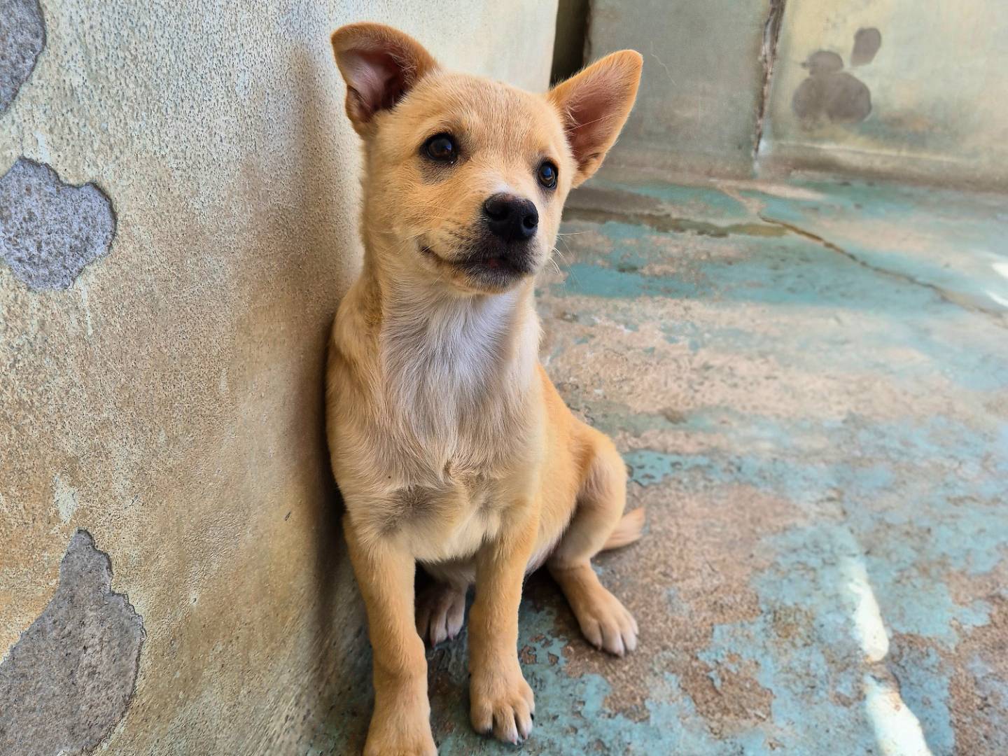 Adozione cane, femmina, Volpino di Pomerania Razza sconosciuta, 2 mesi, taglia media, Barletta