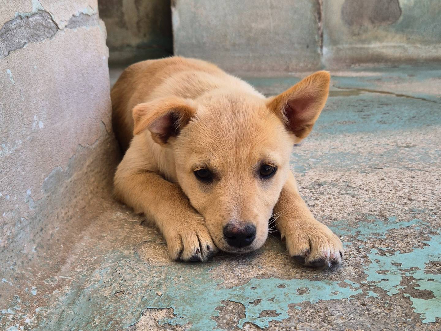 Adotta un cane, femmina, 2 mesi, Barletta