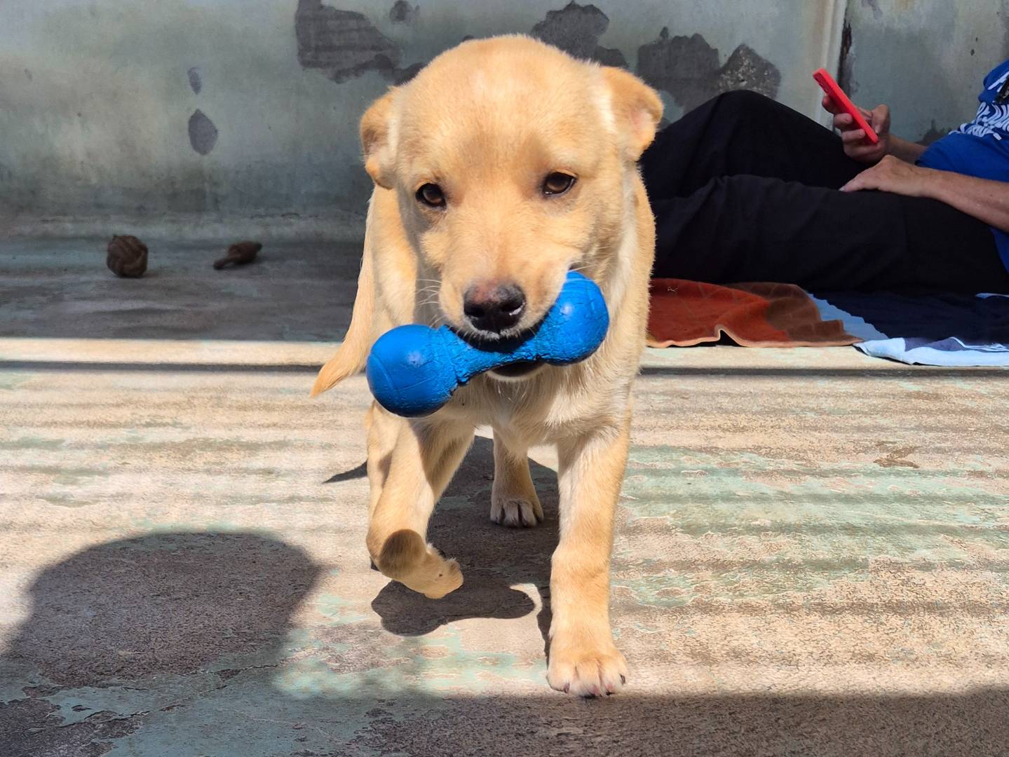 Adotta un cane, taglia media, femmina, Barletta