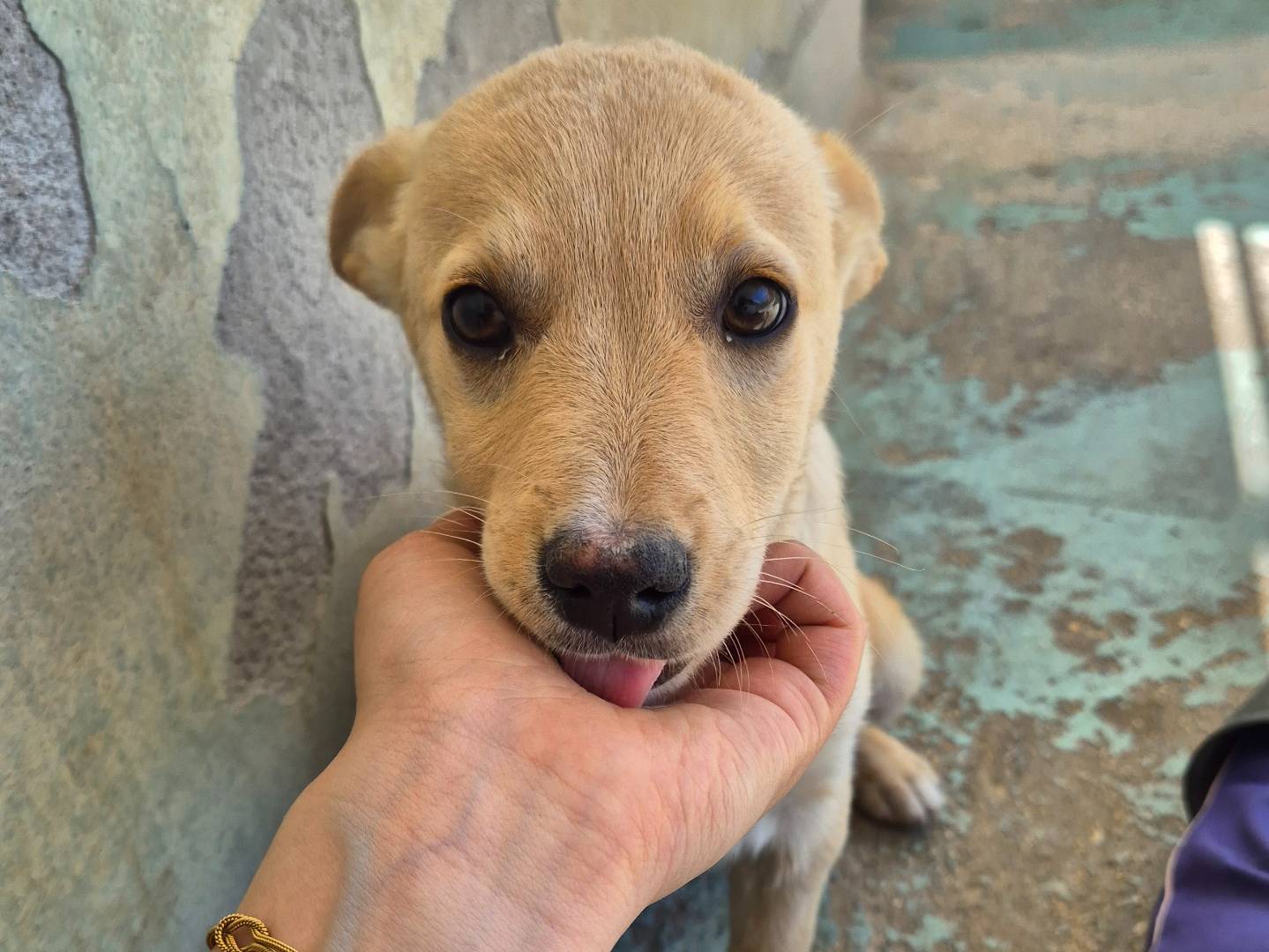 Vuoi adottare un cane a Barletta?