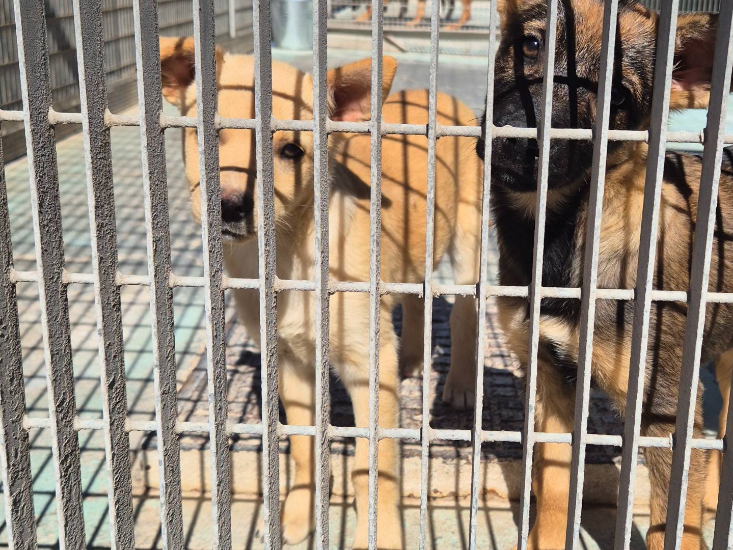 Adotta il cane Nala a Barletta