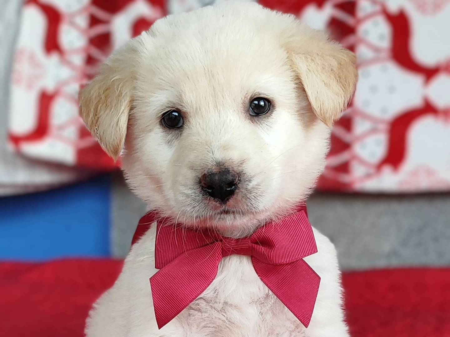 Adozione cane, femmina, Pastore maremmano Golden Retriever, 2 mesi, taglia grande, Como