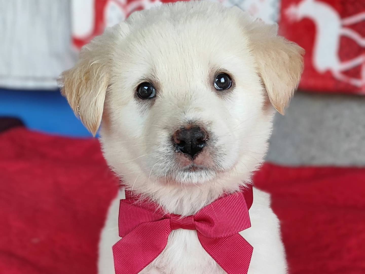Adotta un cane, femmina, 2 mesi, Como