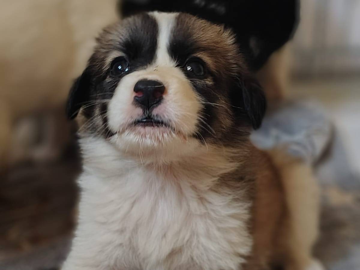 Adozione cane, femmina, Razza sconosciuta Razza sconosciuta, 3 mesi, taglia media, Ravenna