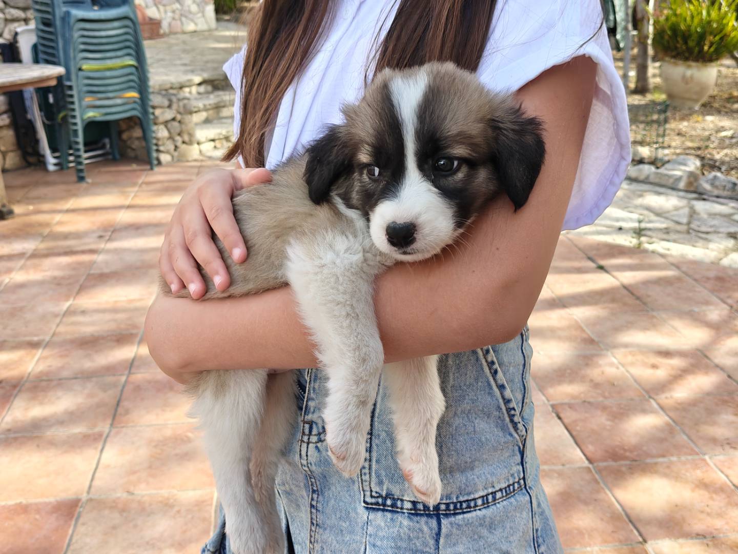 Adotta un cane, femmina, 3 mesi, Ravenna