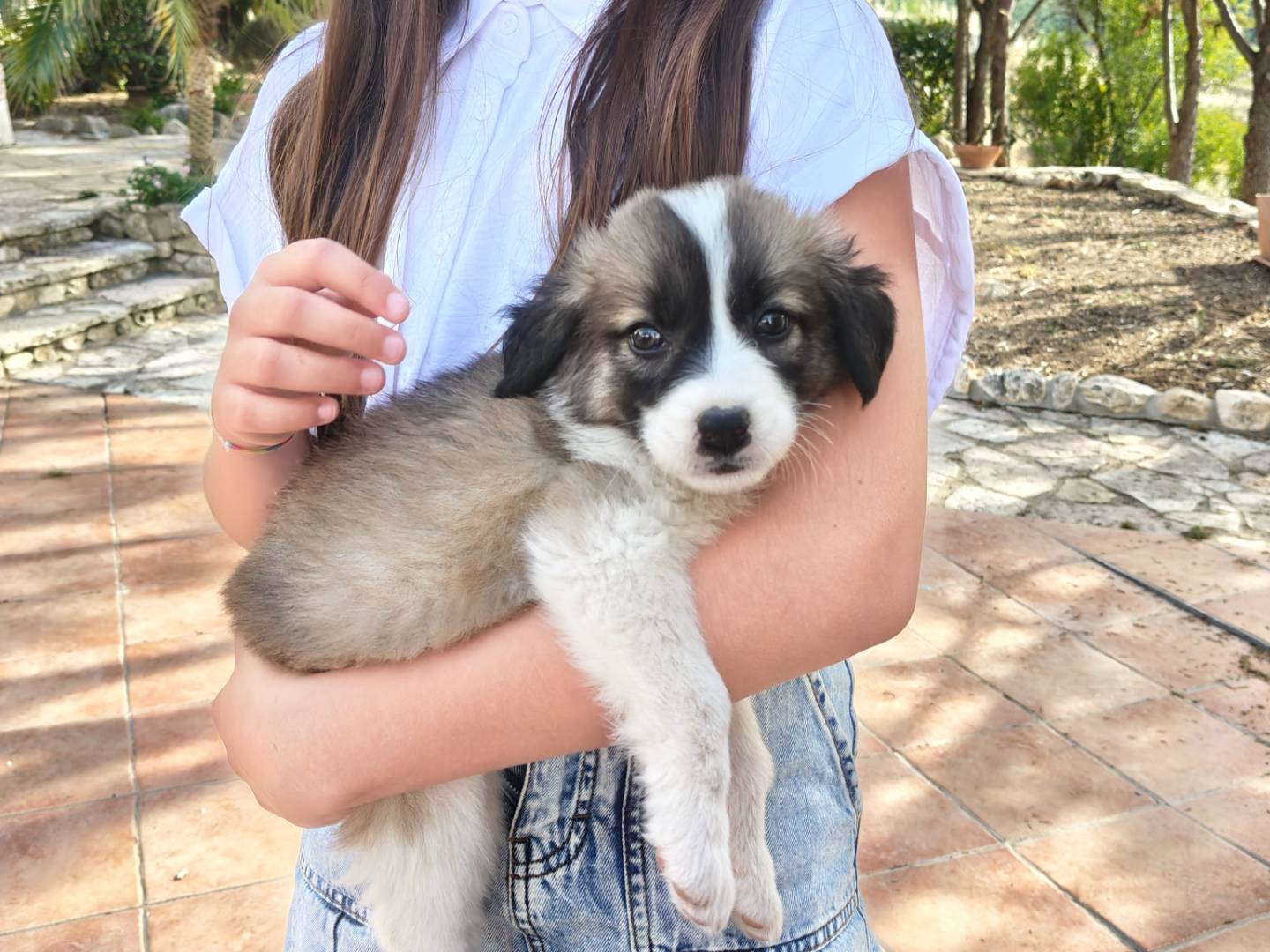 Adotta un cane, taglia media, femmina, Ravenna