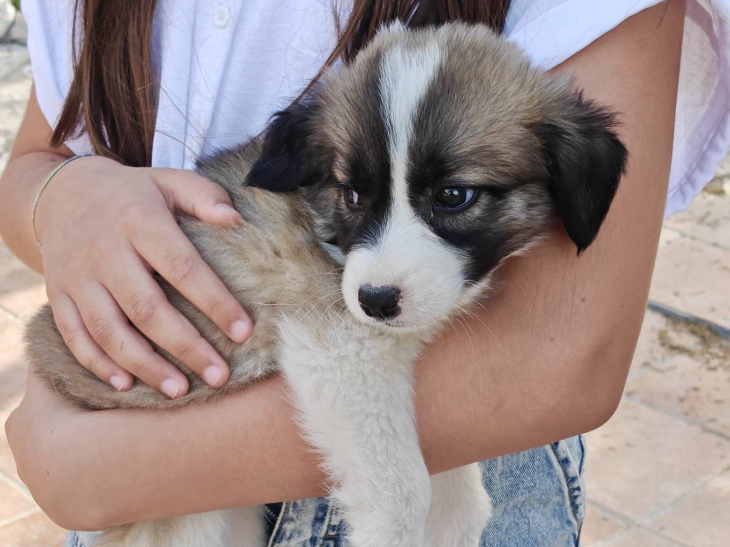 Vuoi adottare un cane a Ravenna?