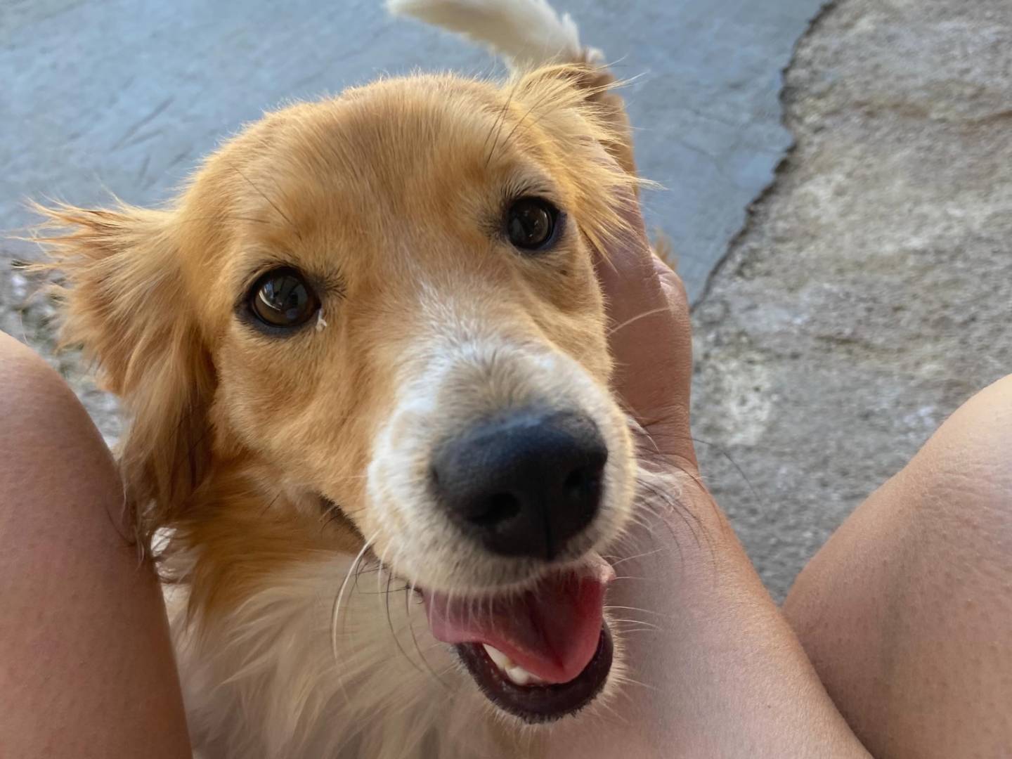 Adozione cane, femmina, Razza sconosciuta Razza sconosciuta, 3 anni e 1 mese, taglia media contenuta, Latina