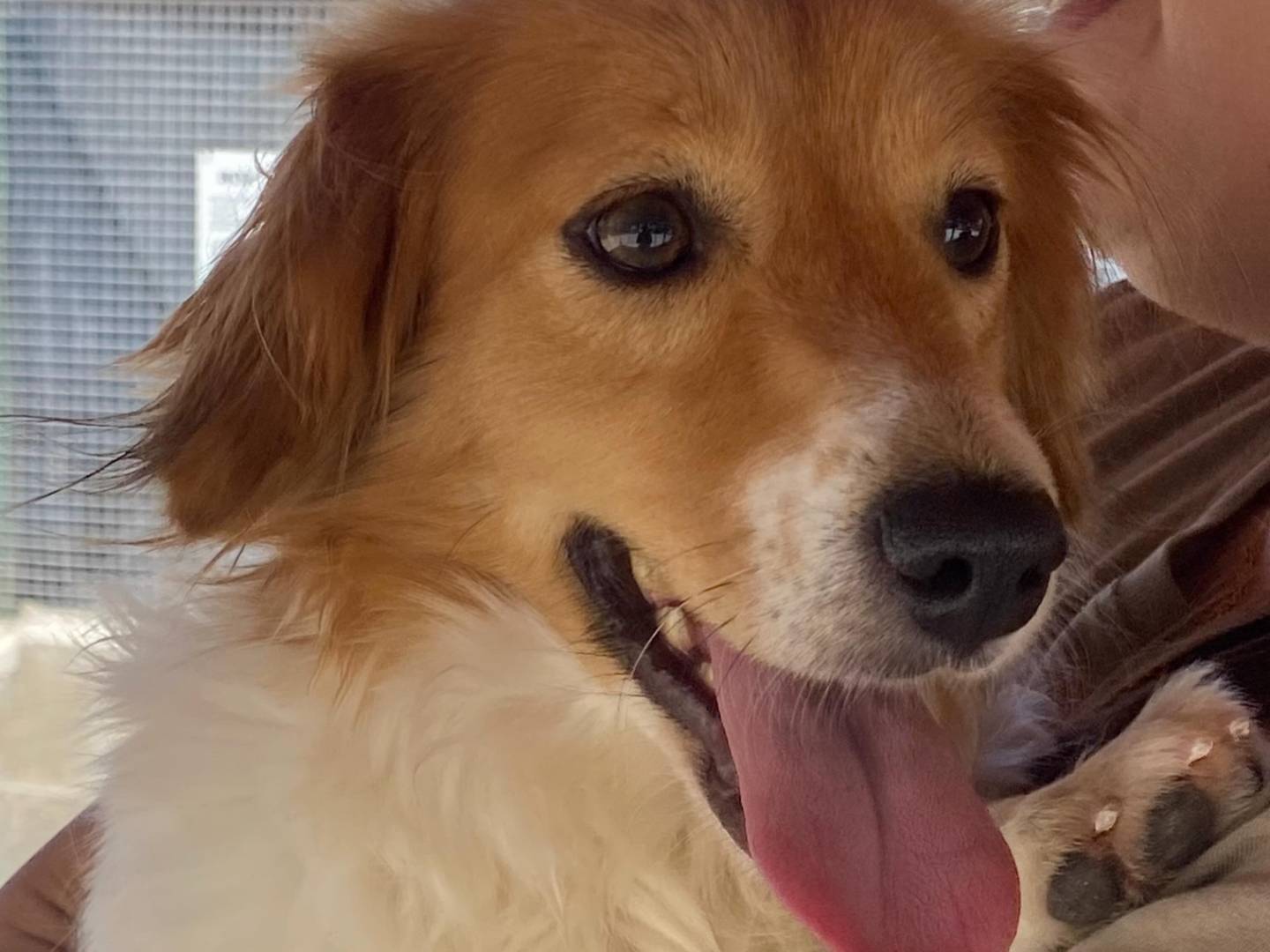 Adotta un cane, femmina, 3 anni e 1 mese, Latina
