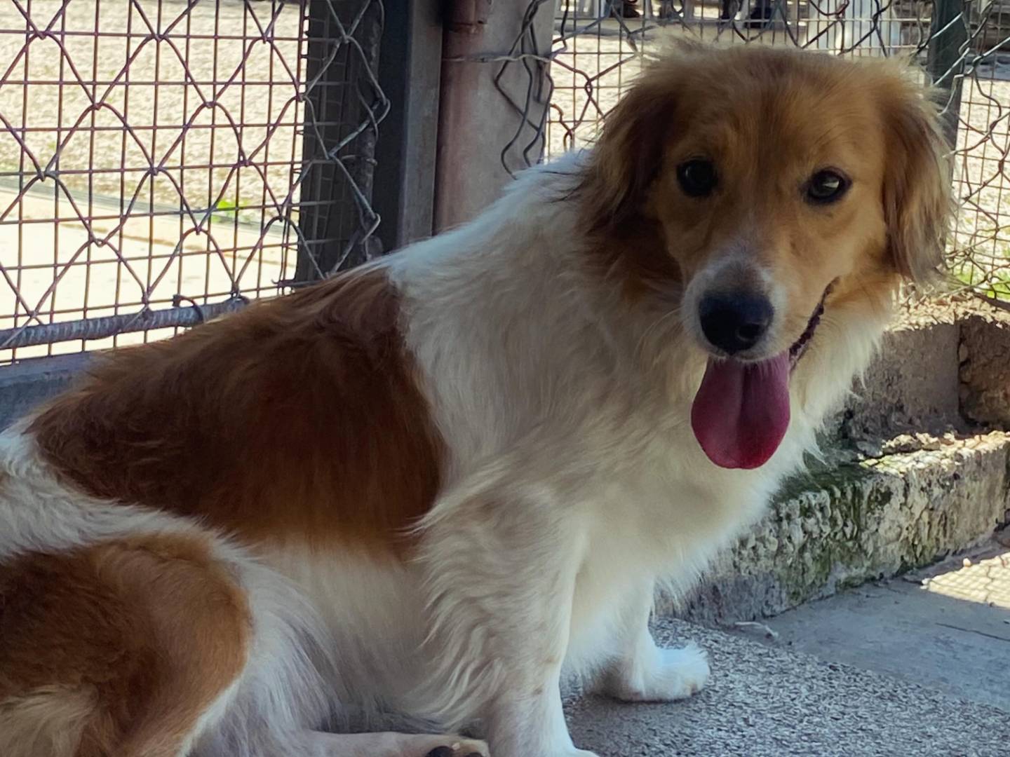 Adotta un cane, taglia media contenuta, femmina, Latina
