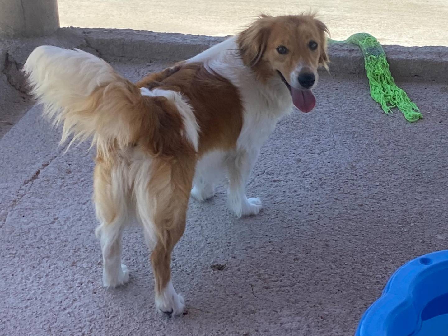 Vuoi adottare un cane a Latina?
