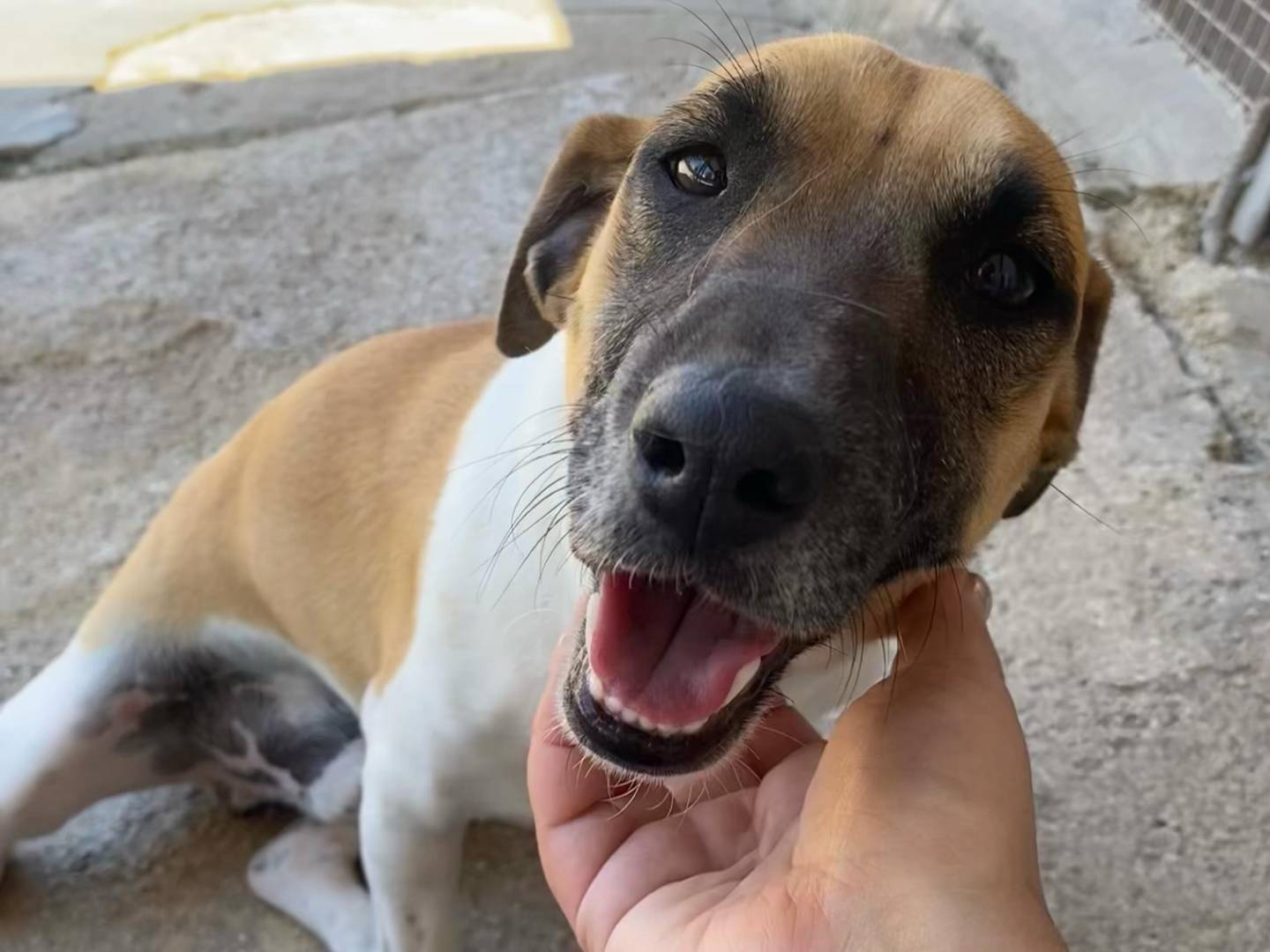 Adozione cane, maschio, Jack Russell Terrier Razza sconosciuta, 5 anni e 1 mese, taglia piccola, Latina