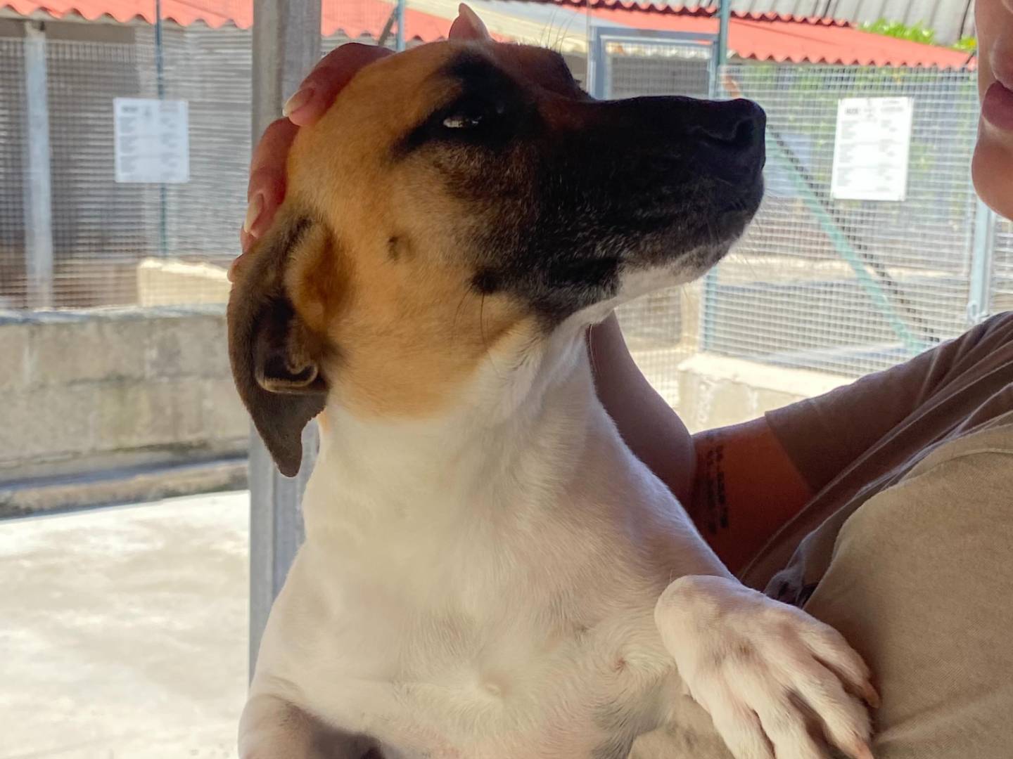 Adotta un cane, maschio, 5 anni e 1 mese, Latina