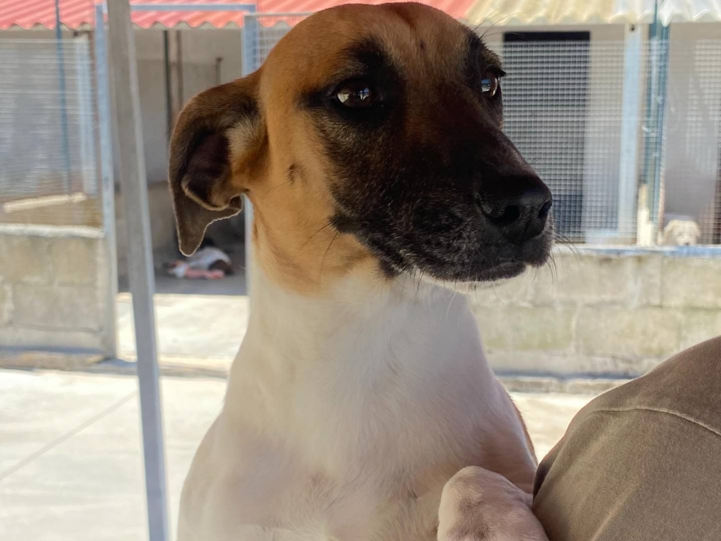 Adotta un cane, taglia piccola, maschio, Latina