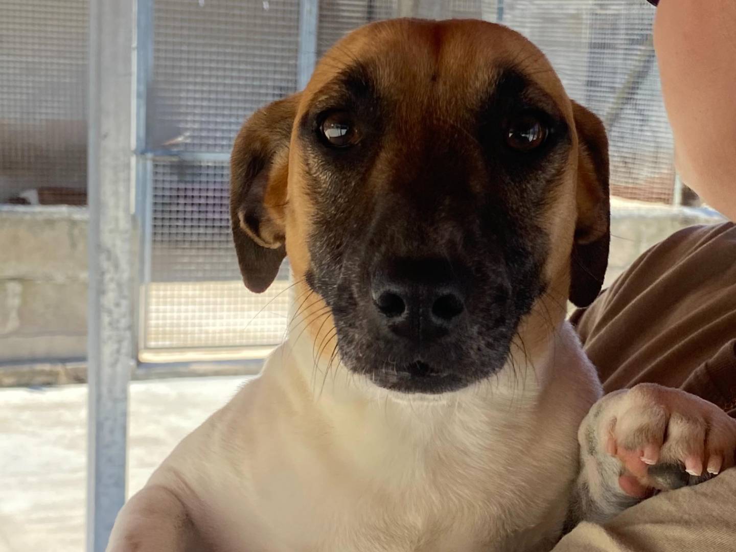 Vuoi adottare un cane a Latina?