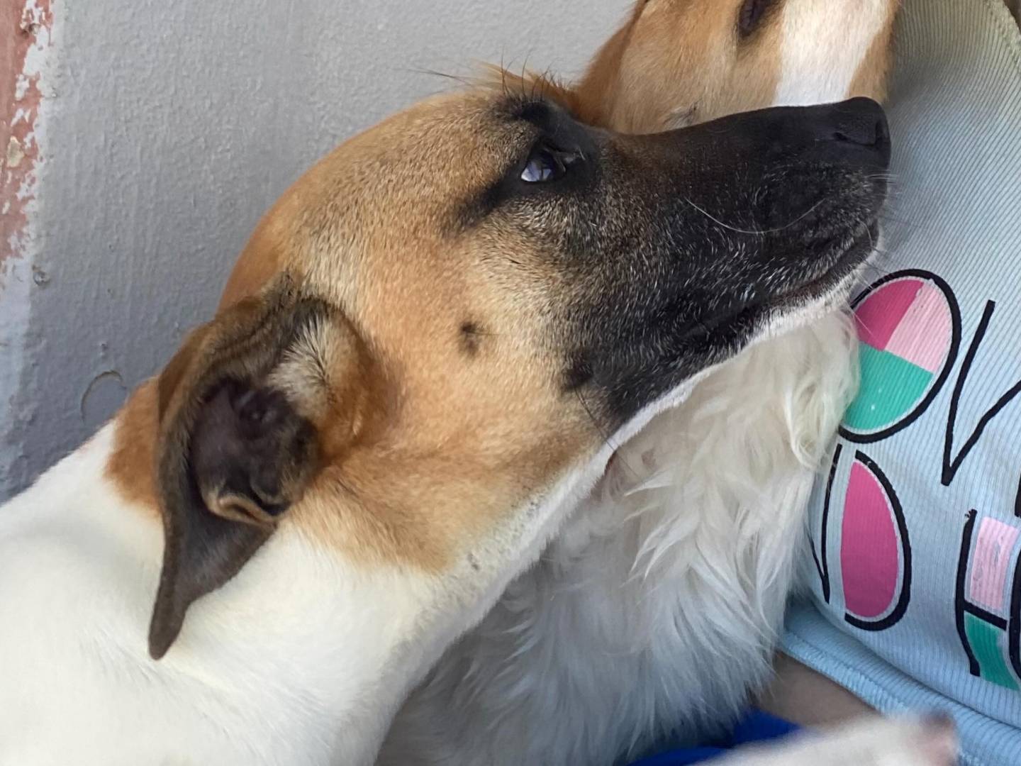 Adotta il cane ALVIN a Latina
