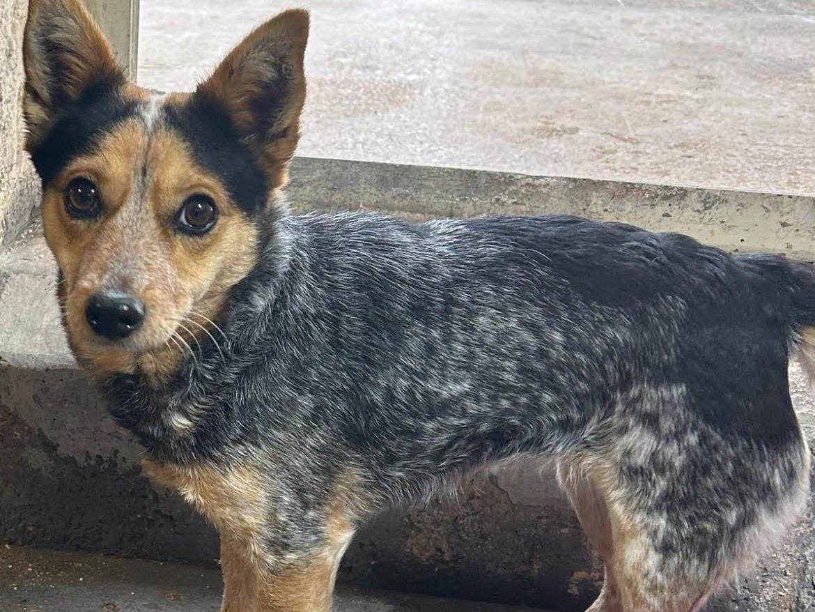 Adozione cane, femmina, Razza sconosciuta Razza sconosciuta, 3 anni, taglia piccola, Foggia