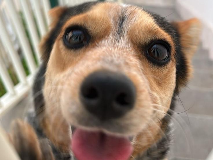 Adotta un cane, femmina, 3 anni, Foggia