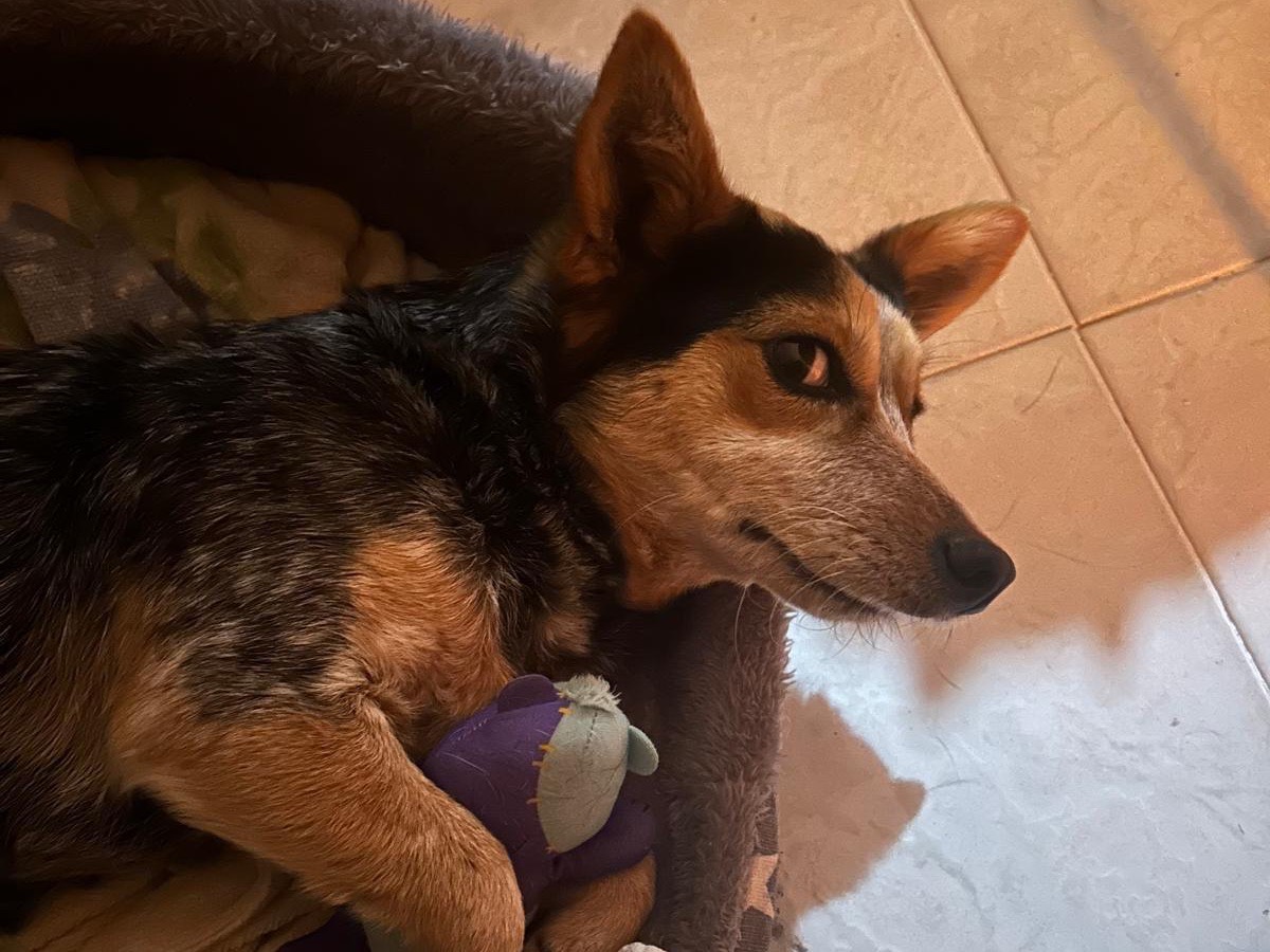 Adotta un cane, taglia piccola, femmina, Foggia