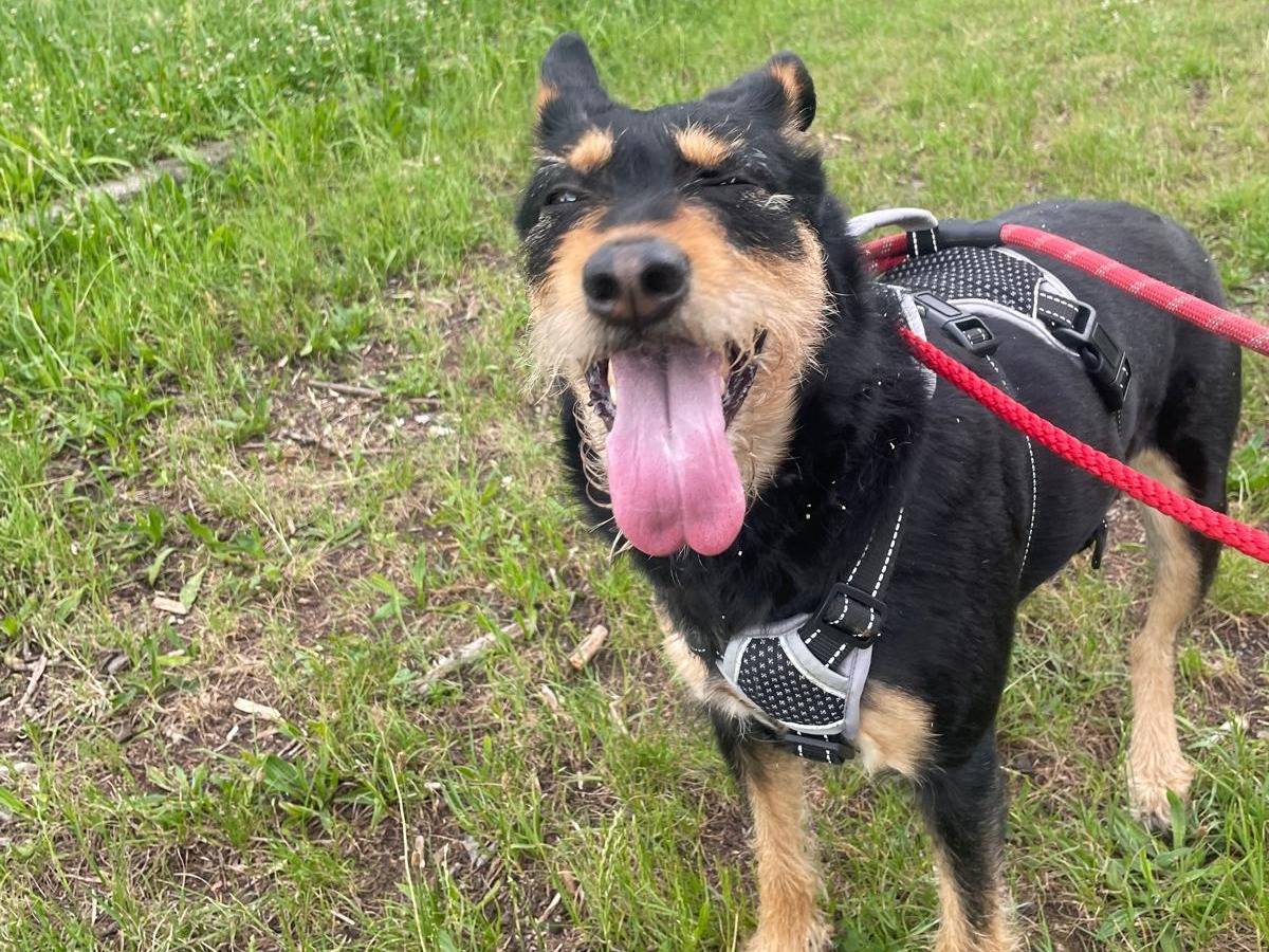Adotta un cane, femmina, 4 anni e 4 mesi, Milano