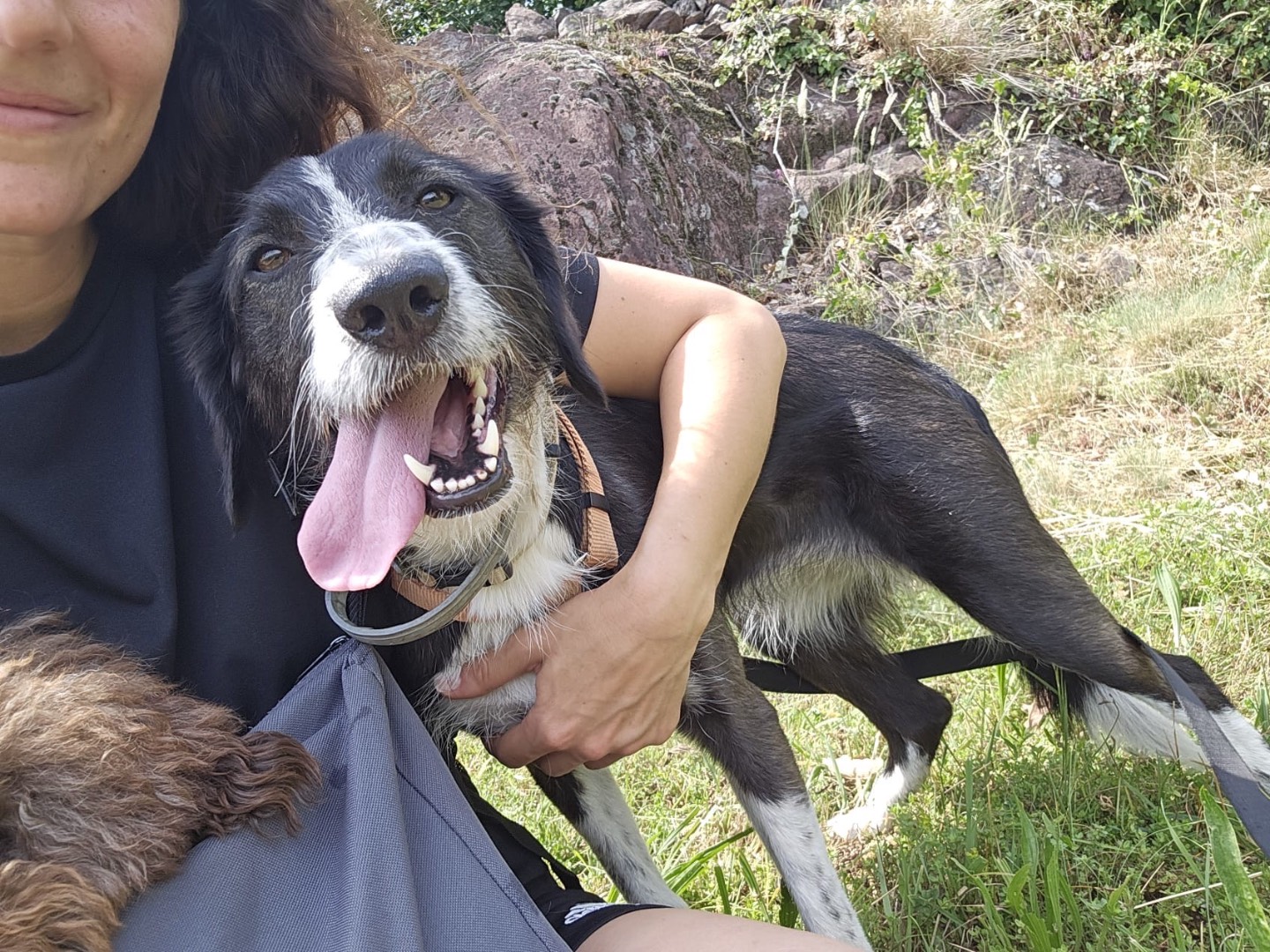 Adozione cane, femmina, Razza sconosciuta Razza sconosciuta, 1 anno e 10 mesi, taglia media contenuta, Brescia