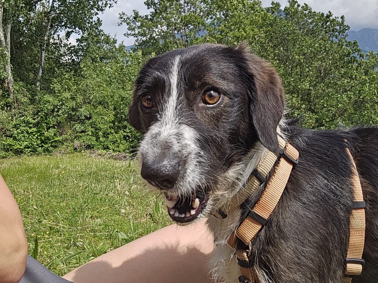 Adotta un cane, femmina, 1 anno e 10 mesi, Brescia