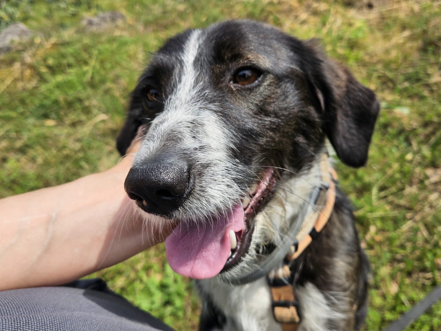 Adotta un cane, taglia media contenuta, femmina, Brescia