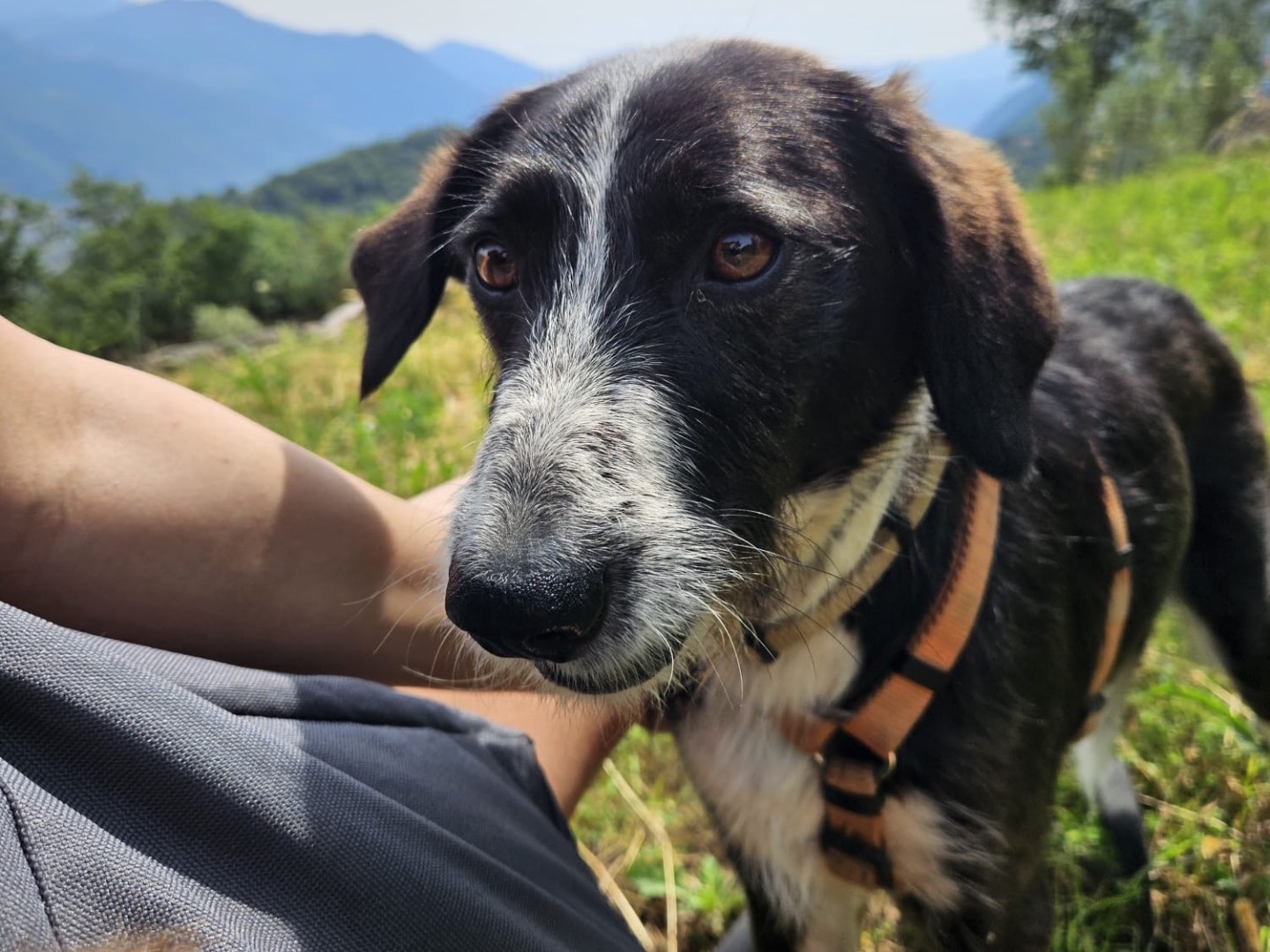 Adotta il cane Gianna a Brescia
