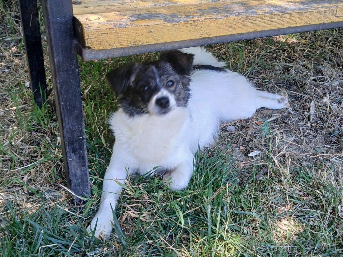 Foto 2 dell'animale