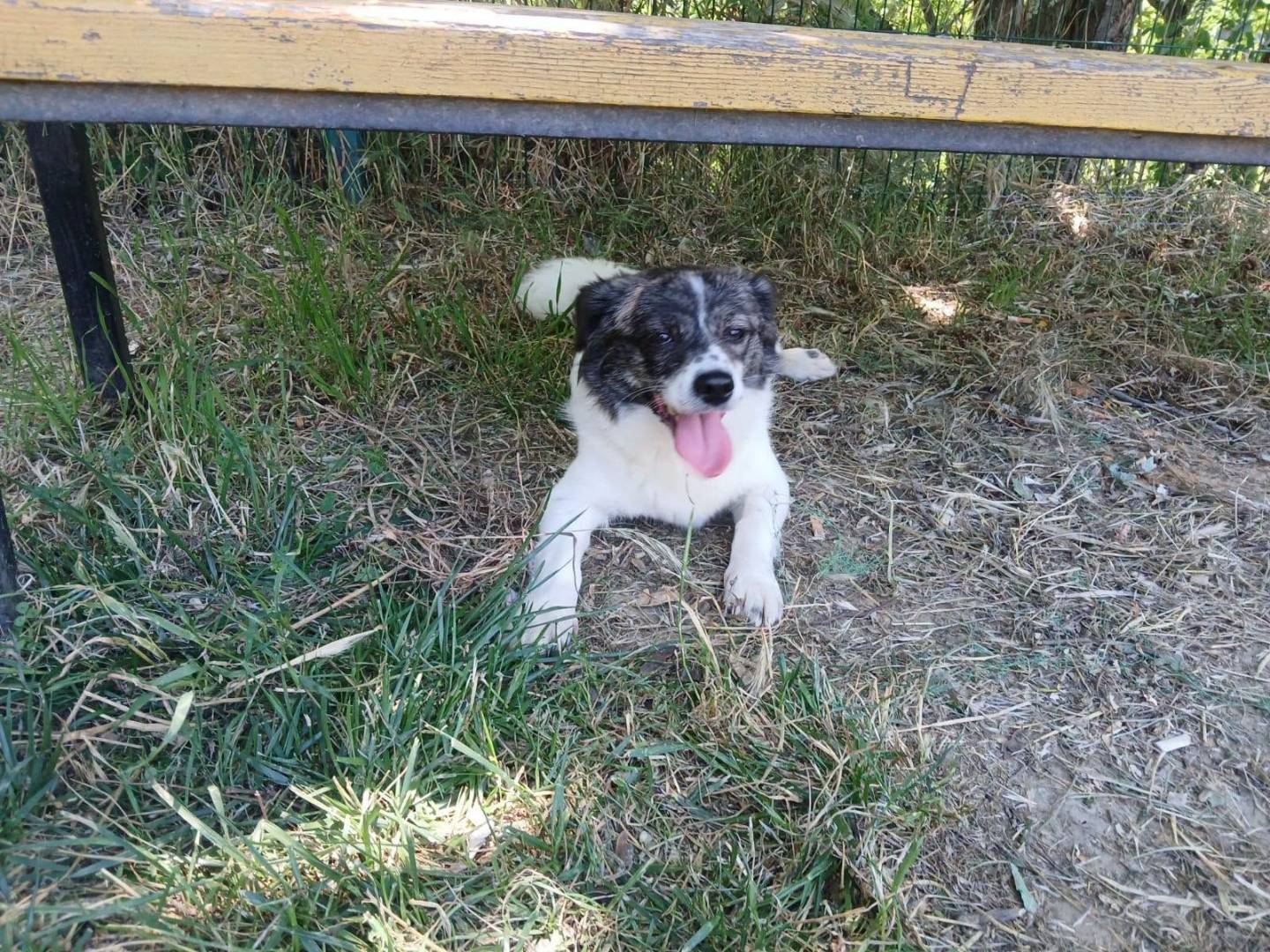 Foto 3 dell'animale