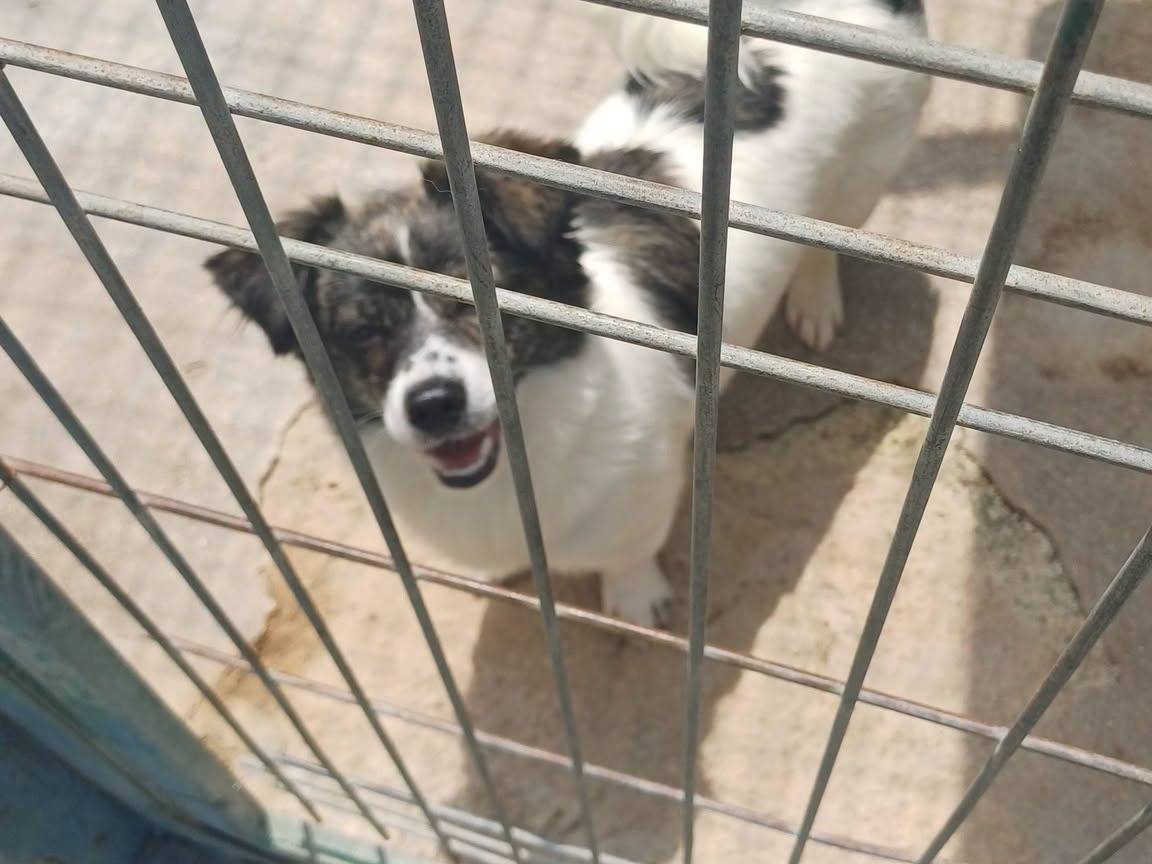 Adotta il cane Lillo a Bari