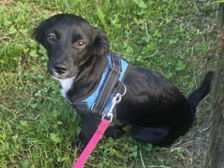 Adozione cane, femmina, Razza sconosciuta Razza sconosciuta, 4 mesi, taglia piccola, Bergamo