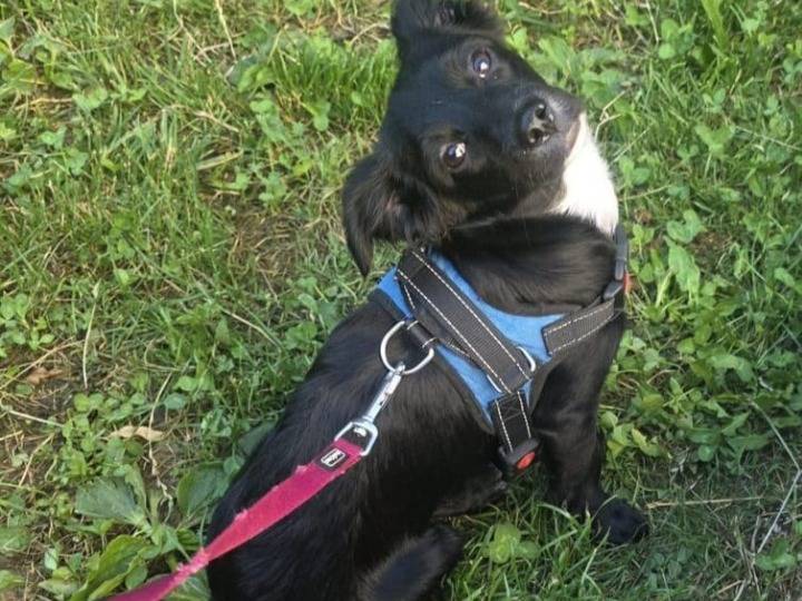 Adotta un cane, femmina, 4 mesi, Bergamo