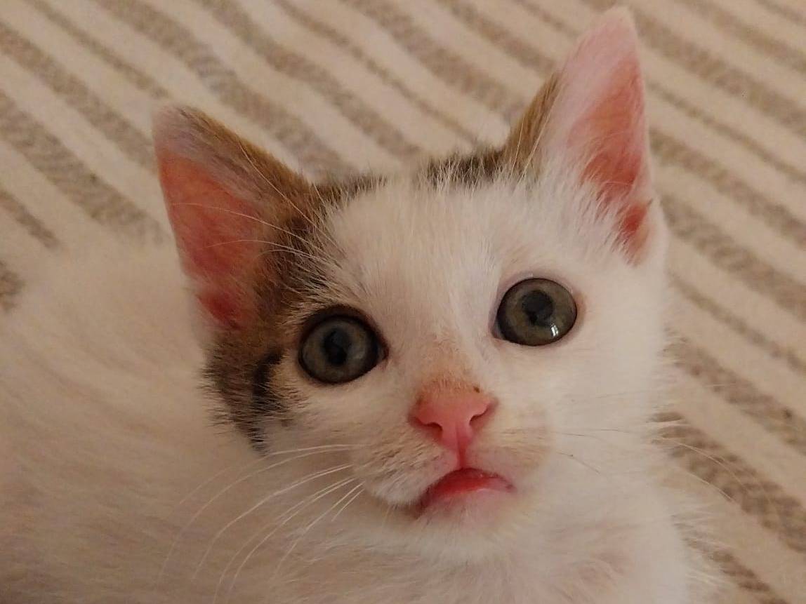 Adozione gatto, maschio, Razza sconosciuta Razza sconosciuta, 2 mesi, taglia non valida, Viterbo