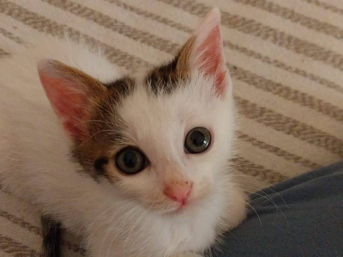 Adotta un gatto, maschio, 2 mesi, Viterbo