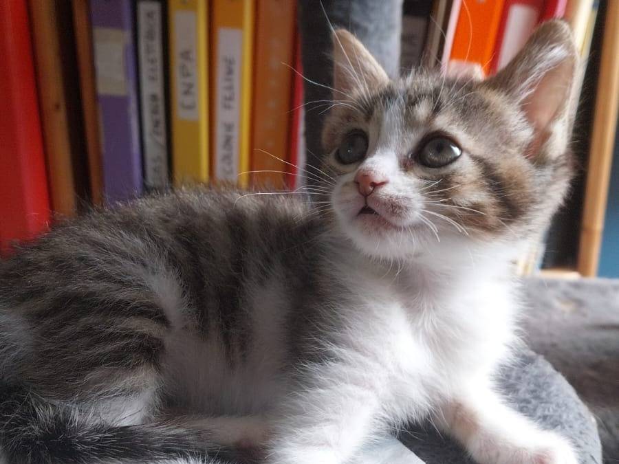 Adozione gatto, femmina, Razza sconosciuta Razza sconosciuta, 2 mesi, taglia non valida, Viterbo