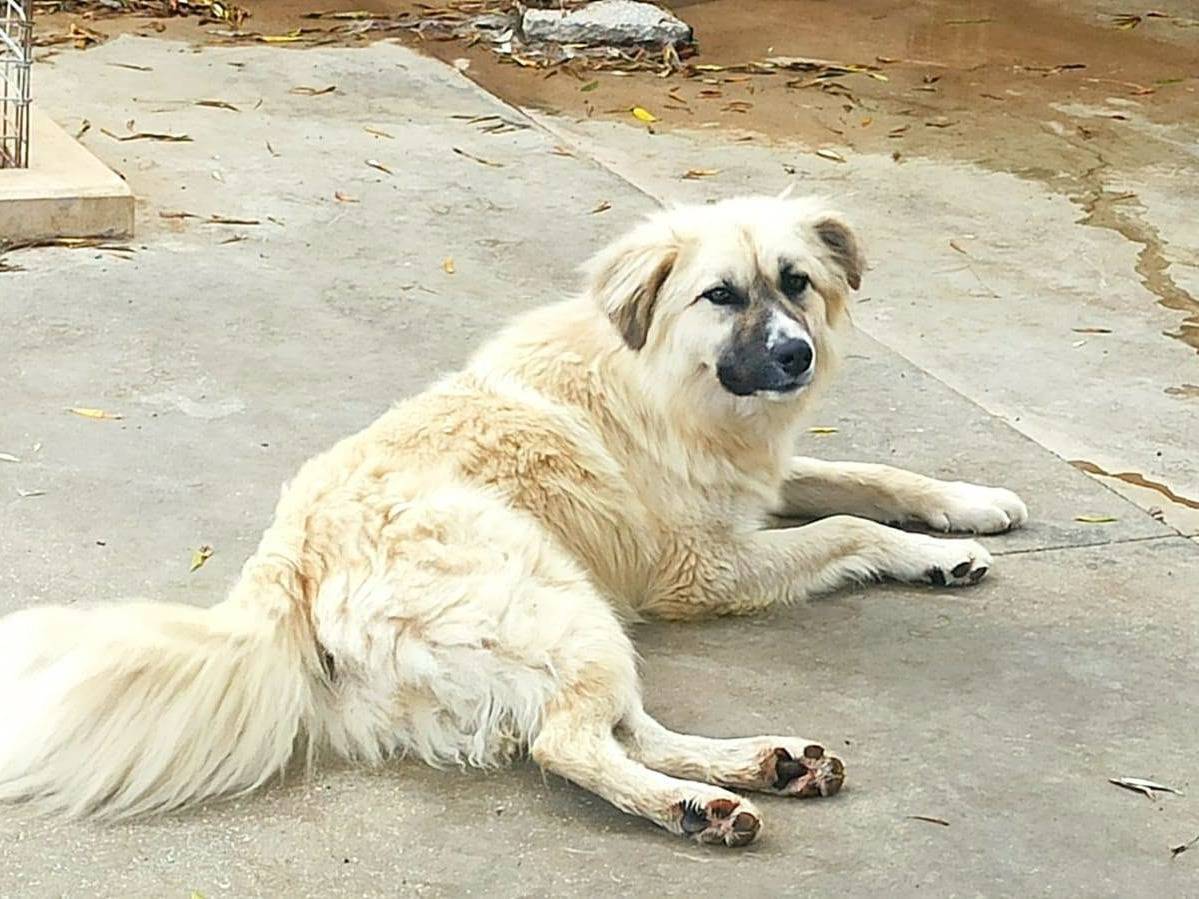 Vuoi adottare un cane a Bari?