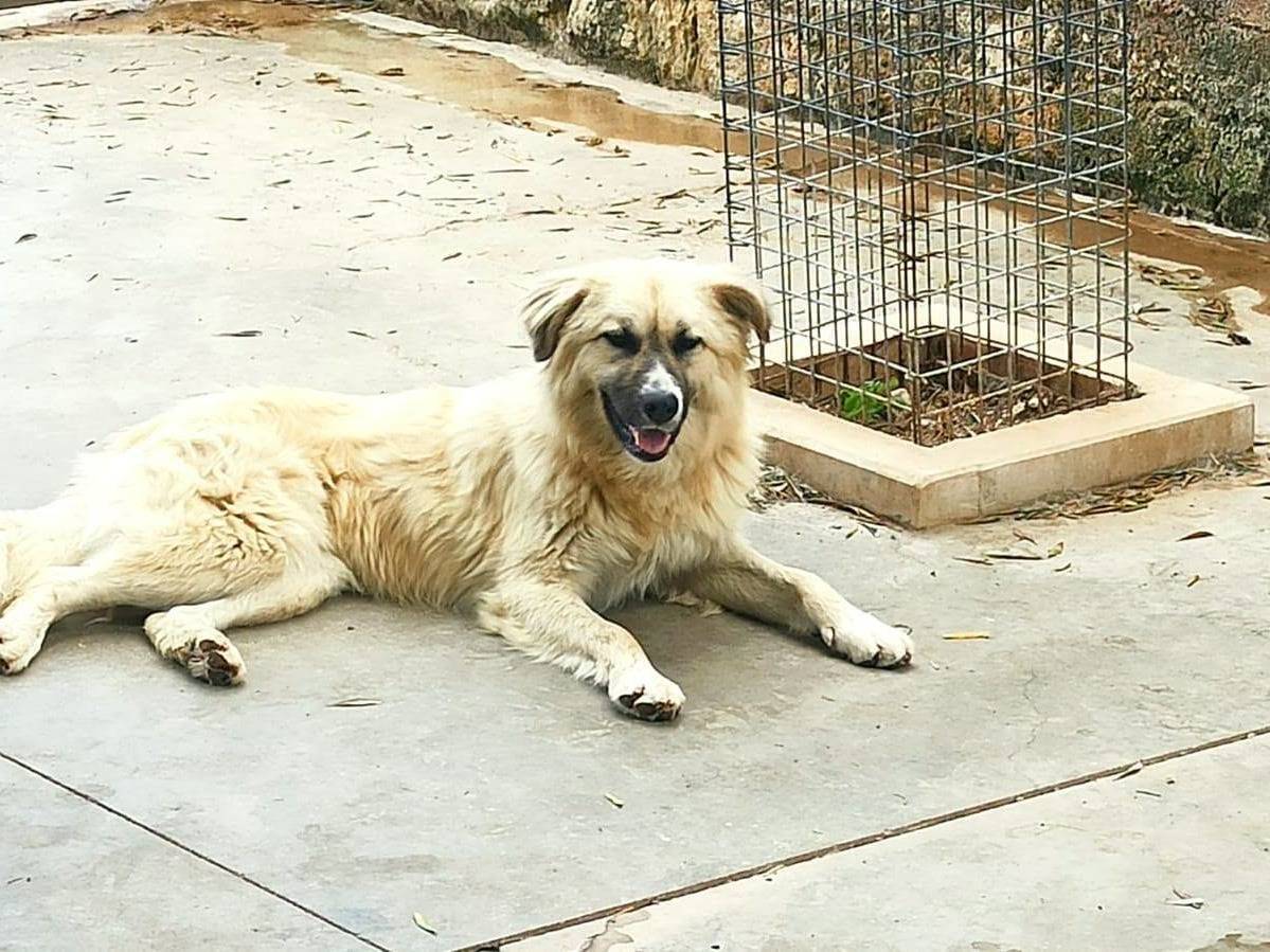 Adotta il cane Burka a Bari