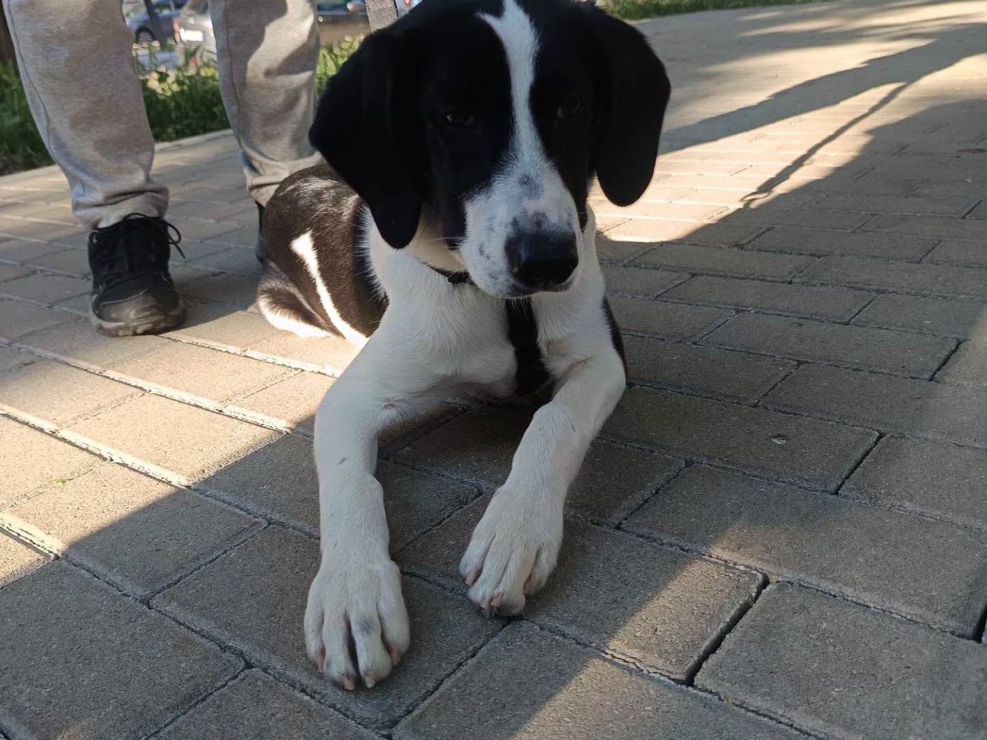 Adozione cane, maschio, Segugio Razza sconosciuta, 5 mesi, taglia media, Torino