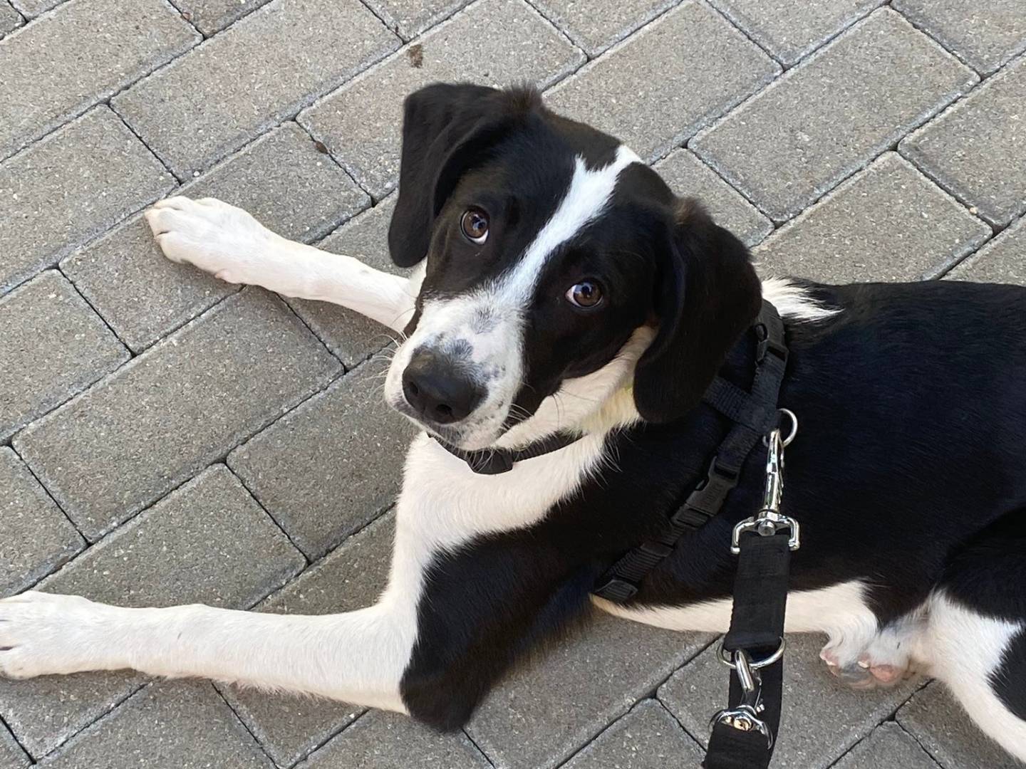 Adotta un cane, maschio, 5 mesi, Torino