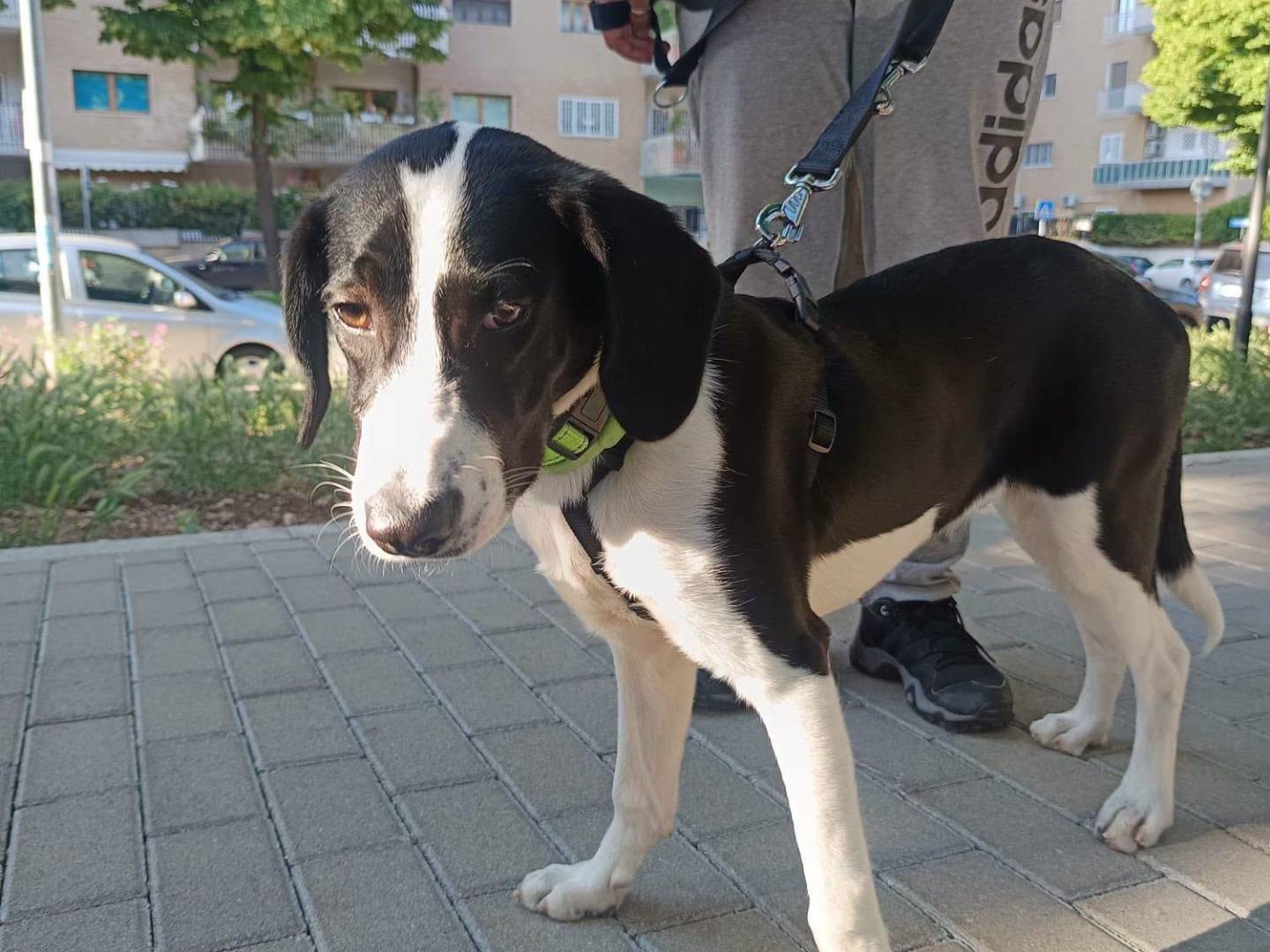 Adotta un cane, taglia media, maschio, Torino
