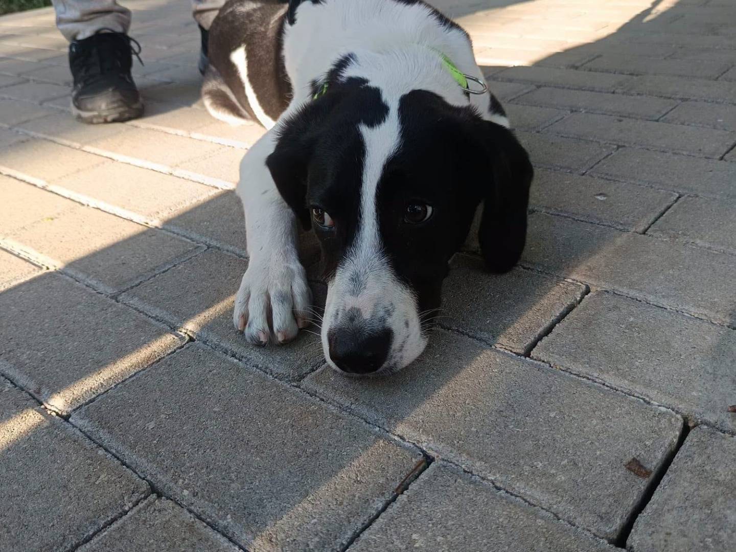 Vuoi adottare un cane a Torino?