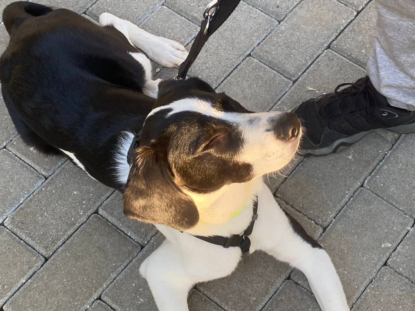 Adotta il cane Kevin a Torino