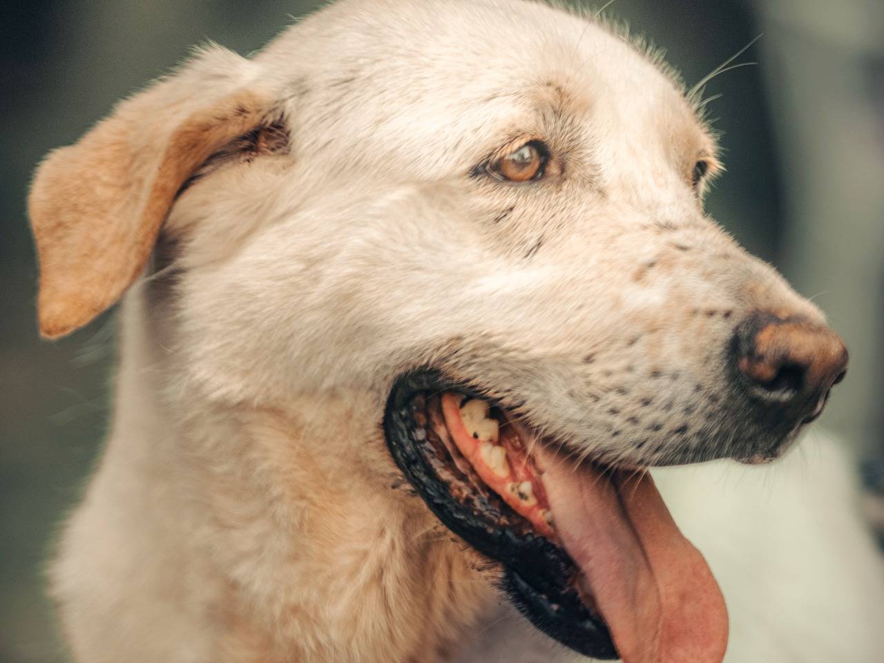 Adozione cane, femmina, Labrador Retriever Razza sconosciuta, 4 anni e 6 mesi, taglia media, Milano