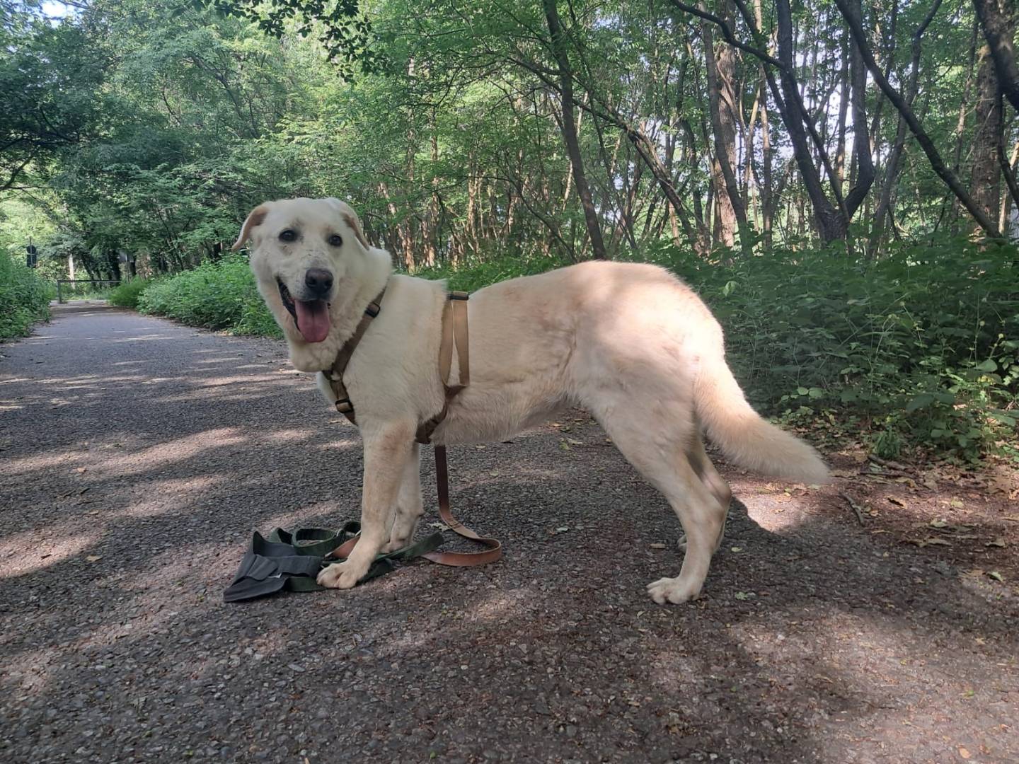 Adotta un cane, femmina, 4 anni e 6 mesi, Milano