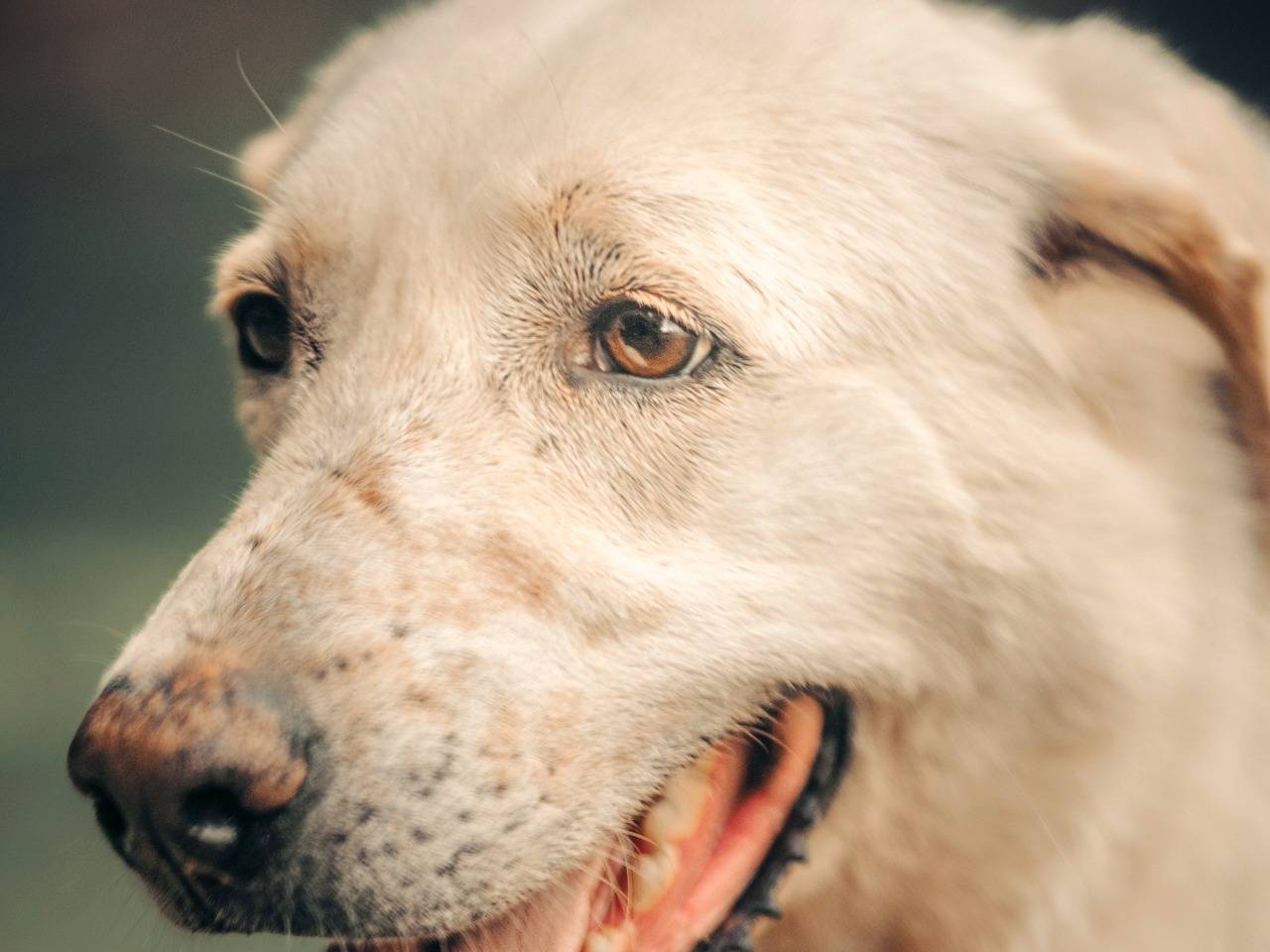 Adotta un cane, taglia media, femmina, Milano