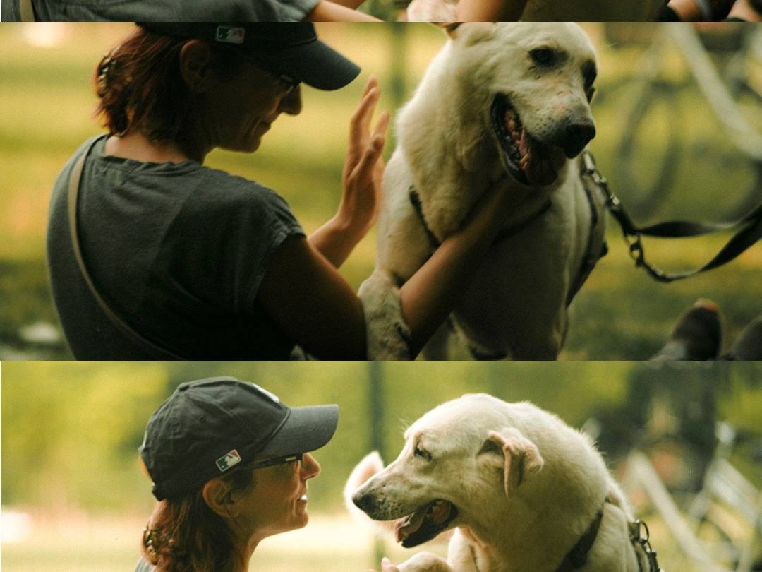 Vuoi adottare un cane a Milano?