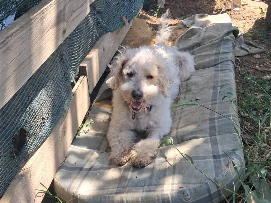 Adotta un cane, taglia piccola, maschio, Caserta