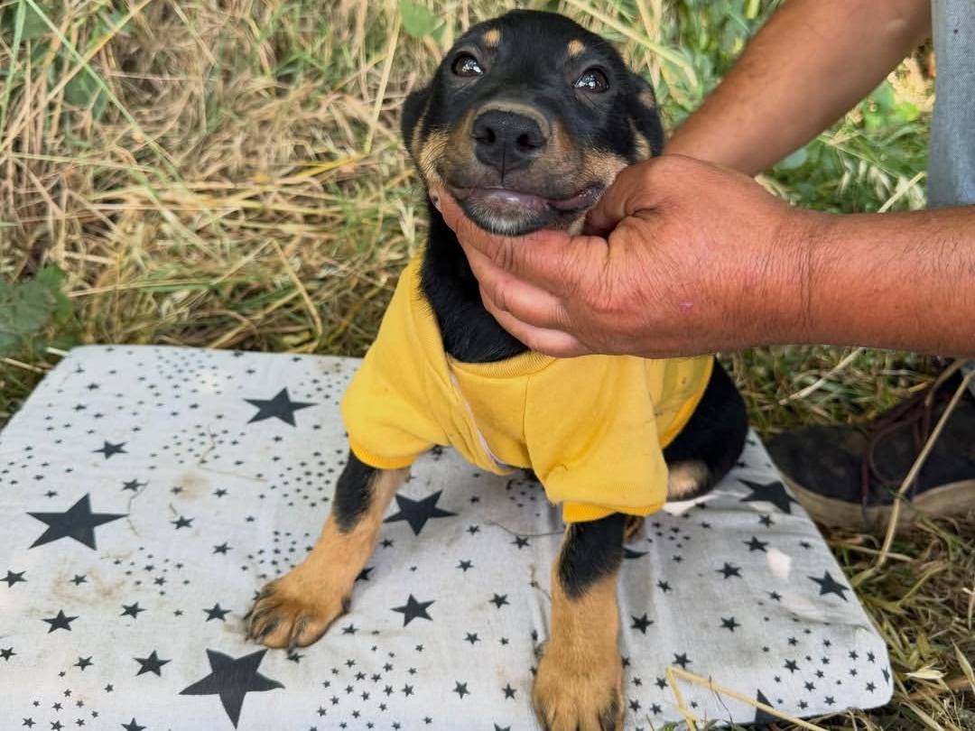 Adotta un cane, maschio, 2 mesi, Caserta