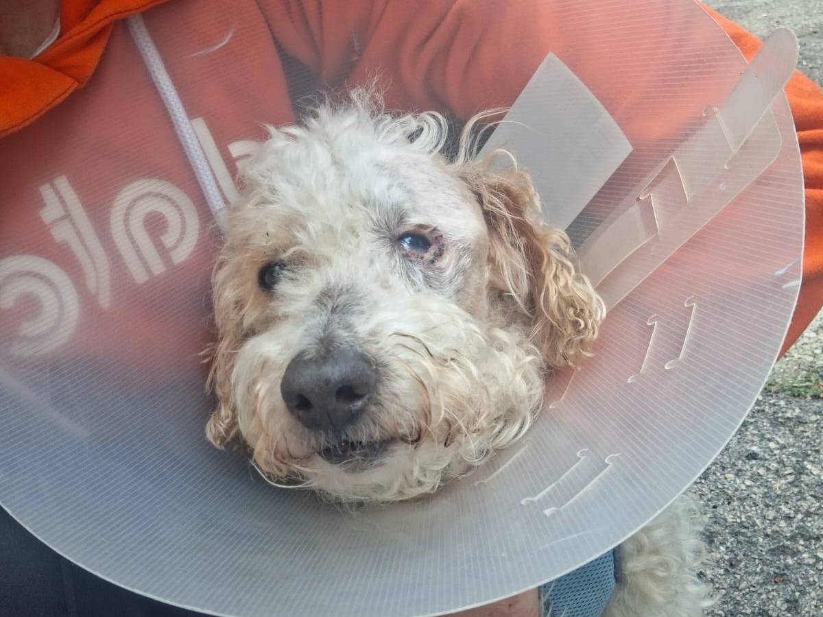 Vuoi adottare un cane a Caserta?